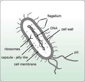 Which image is a correctly labeled prokaryotic cell?-example-3