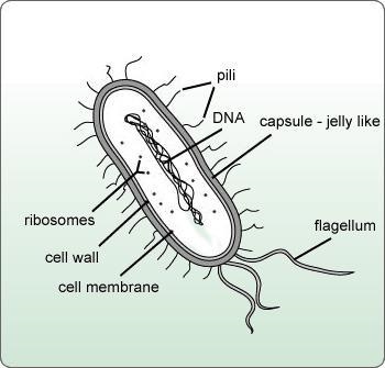 Which image is a correctly labeled prokaryotic cell?-example-4