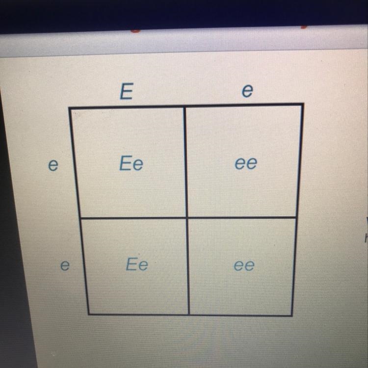 PLEASE HELP QUICK: Having straight ears (E) is dominant over having droopy ears (e-example-1