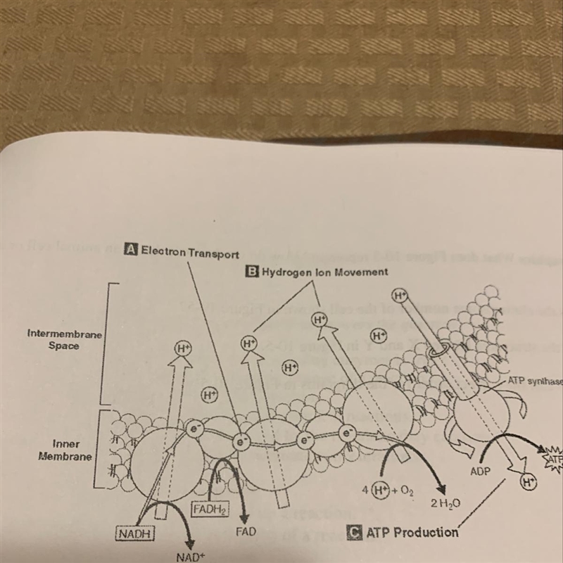 What process does this show?-example-1