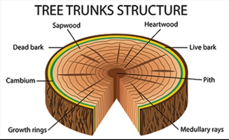 In tree rings, like those shown, each "ring" of growth represents what? A-example-1