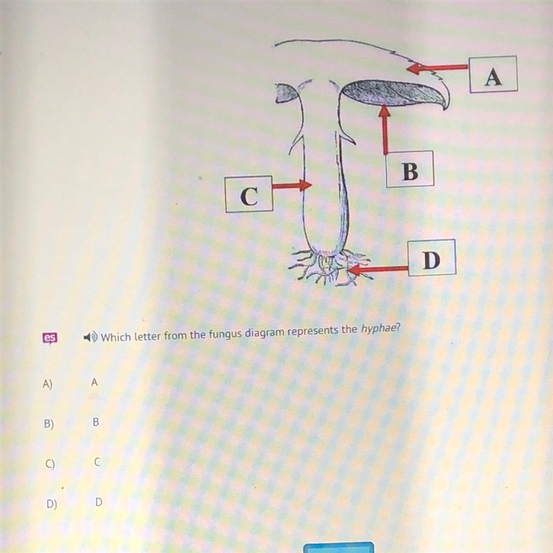 Which letter from the fungus diagram represents the hyphae?-example-1