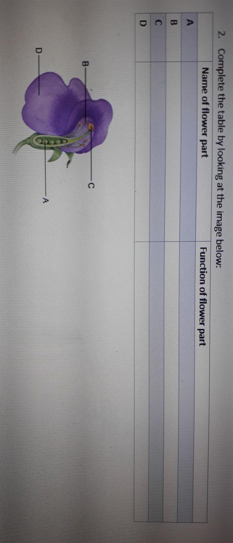 PLEASE!!! Complete the table by looking at the image below.​-example-1