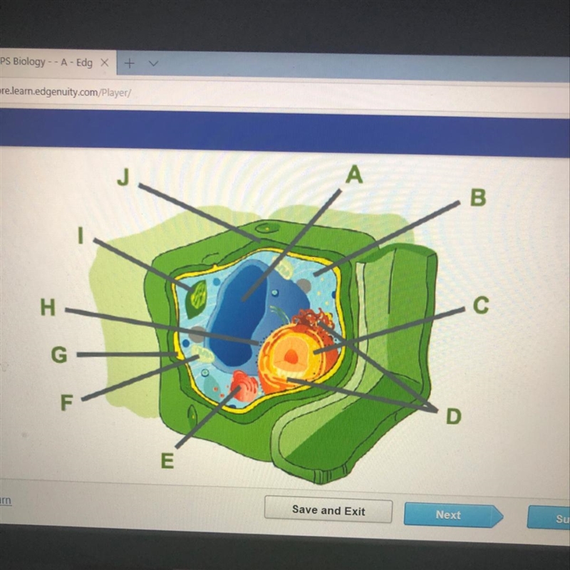 Consider this plant cell which organelle is labeled E?-example-1