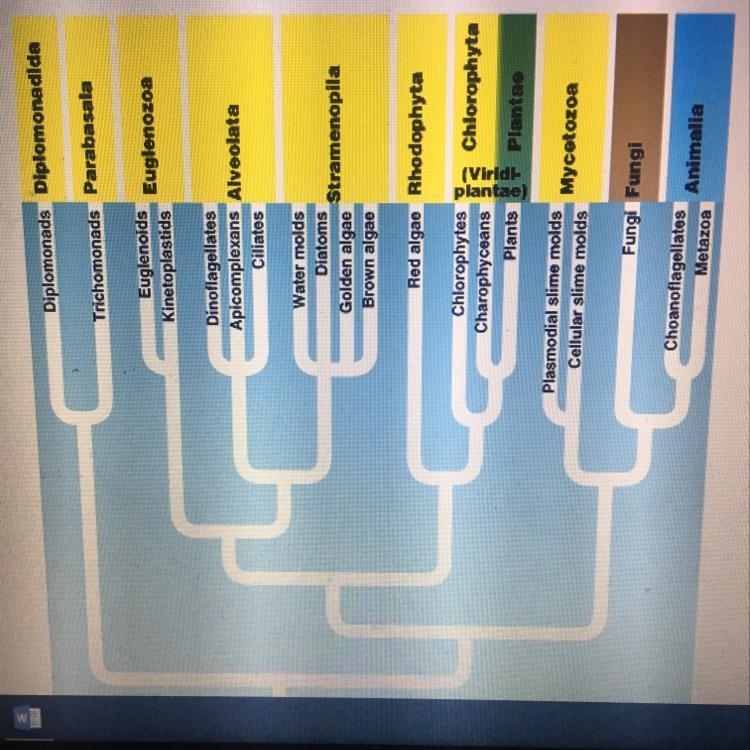 How would you classify the organisms that are highlighted in yellow? A) The organisms-example-1