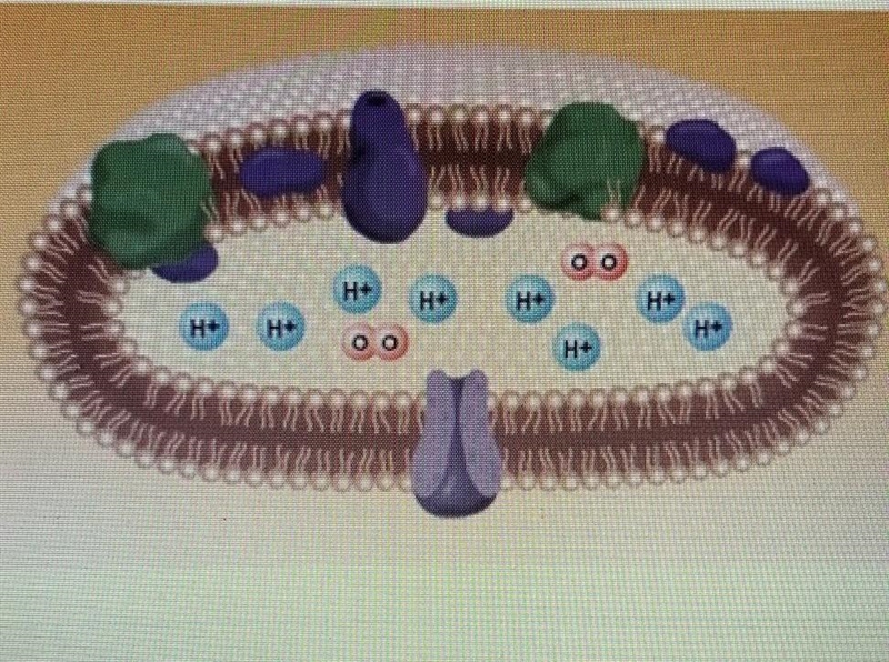 When the ATP synthase molecules are open, the hydrogen ions move out of the thylakoid-example-1