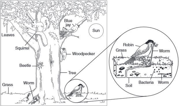 Identify one predator-prey relationship shown in this diagram.-example-1