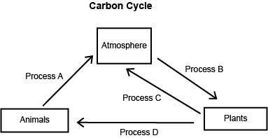 The diagram below shows four processes, A, B, C, and D, by which carbon circulates-example-1