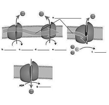 What is the correct series of labels for this diagram? a. donated electrons b. NADH-example-1