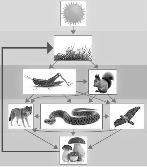 PLEASE HELP ASAP!!!!!!! If we removed the wolf, snake, and hawk from this food web-example-1