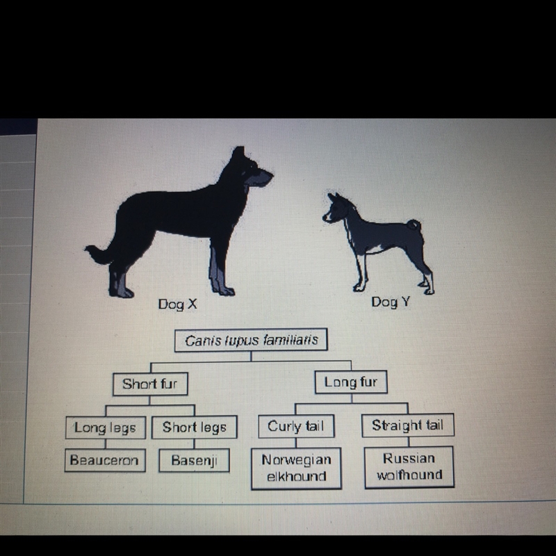 What is the breed of Dog X?-example-1