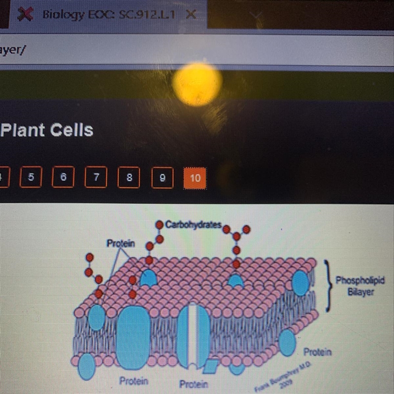 Which is the function of the structure that is represented in ?-example-1