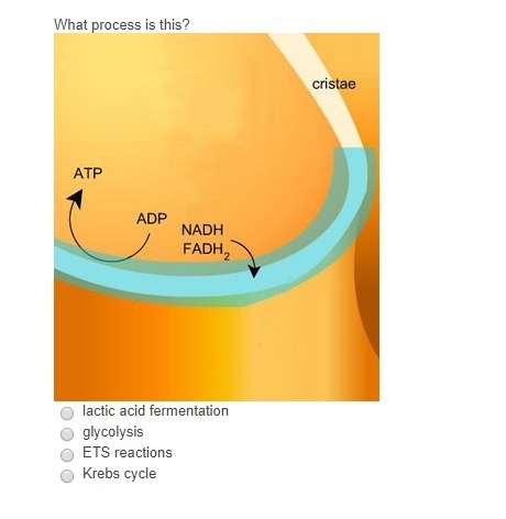 What process is this? A. lactic acid fermentation B. glycolysis C. ETS reactions D-example-1