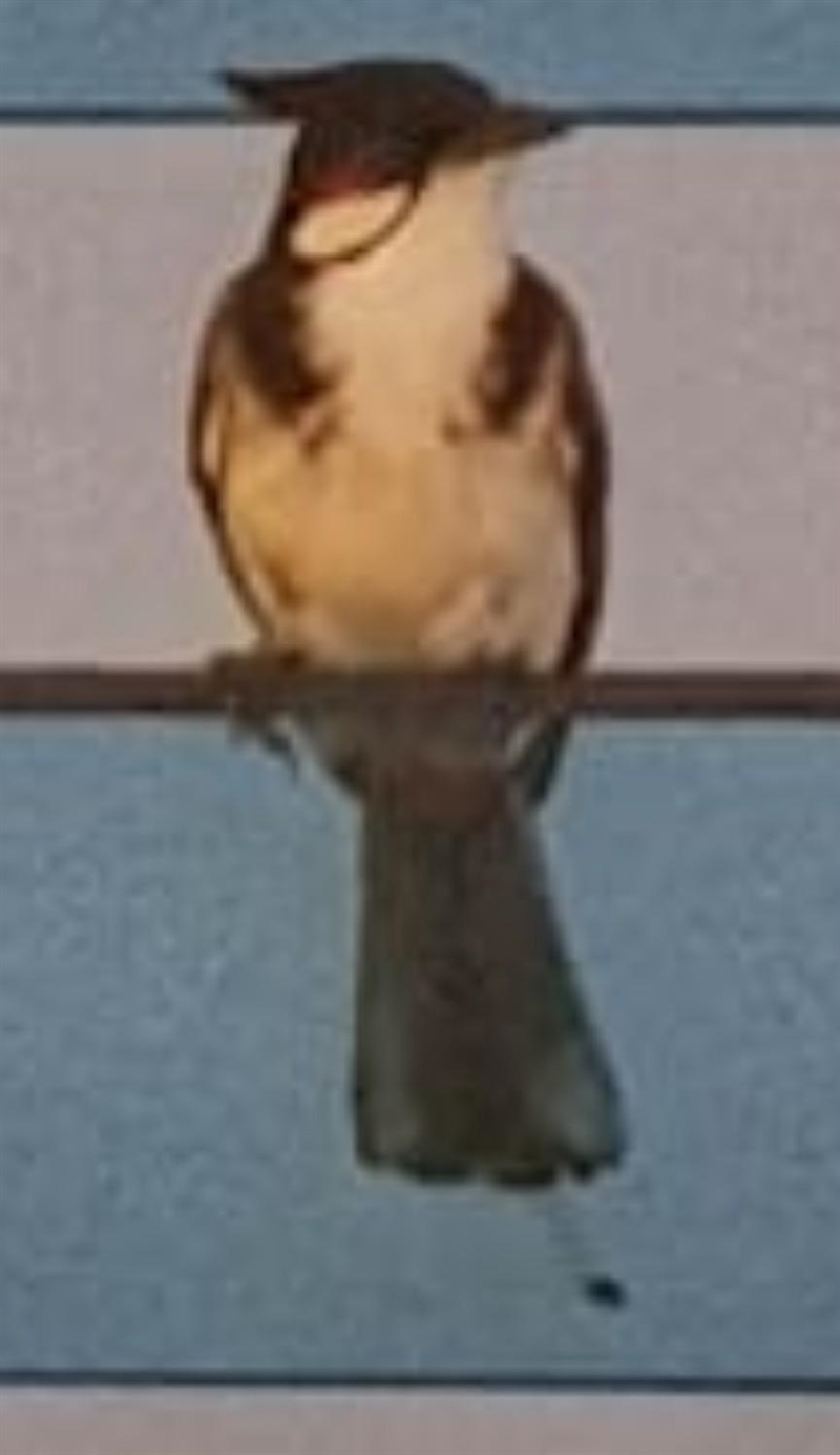 May I know what bird this is? ​-example-1