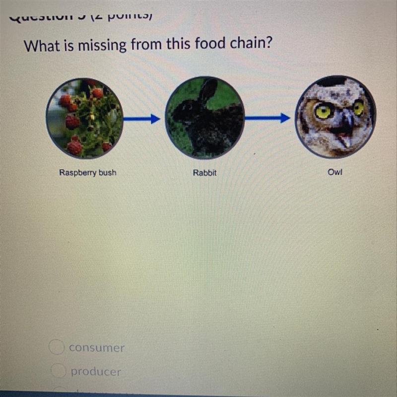 What is missing from this food chain-example-1