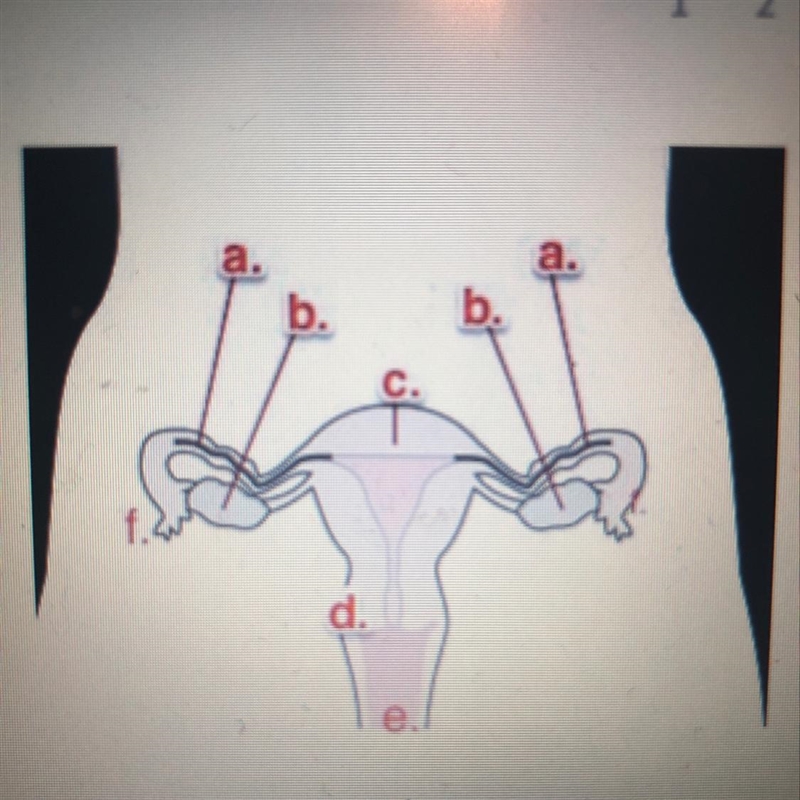 Consider he image of the female reproductive organs letter b in the image represents-example-1