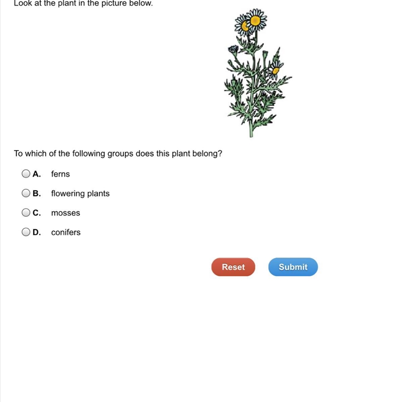 To which of the following groups does this plant belong? A. ferns B. flowering plants-example-1