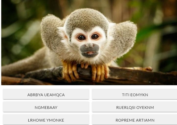 Can you unscramble the words below and correctly identify this monkey! plz help me-example-1