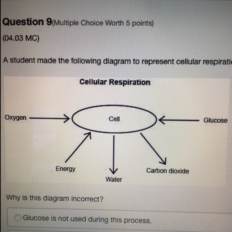 A student made the following diagram to represent cellular respiration A. Glucose-example-1