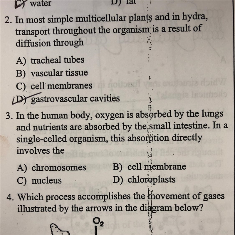 In the humane body,oxygen is abosrbed by the small in-example-1