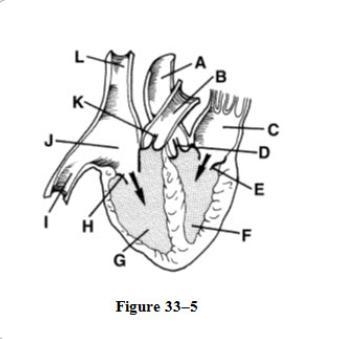 in figure 33-5 identify the four chambers of the heart then use them to describe the-example-1