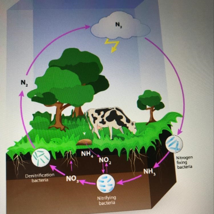 According to the diagram, what is responsible for converting ammonia (NH3) to usable-example-1