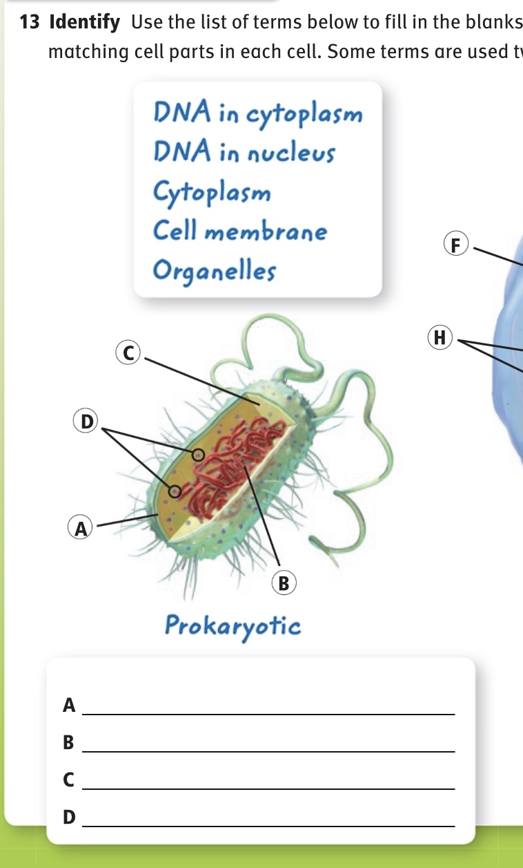 WORTH 20 POINTS! I need help labeling B and D. Parts of a prokaryote-example-1