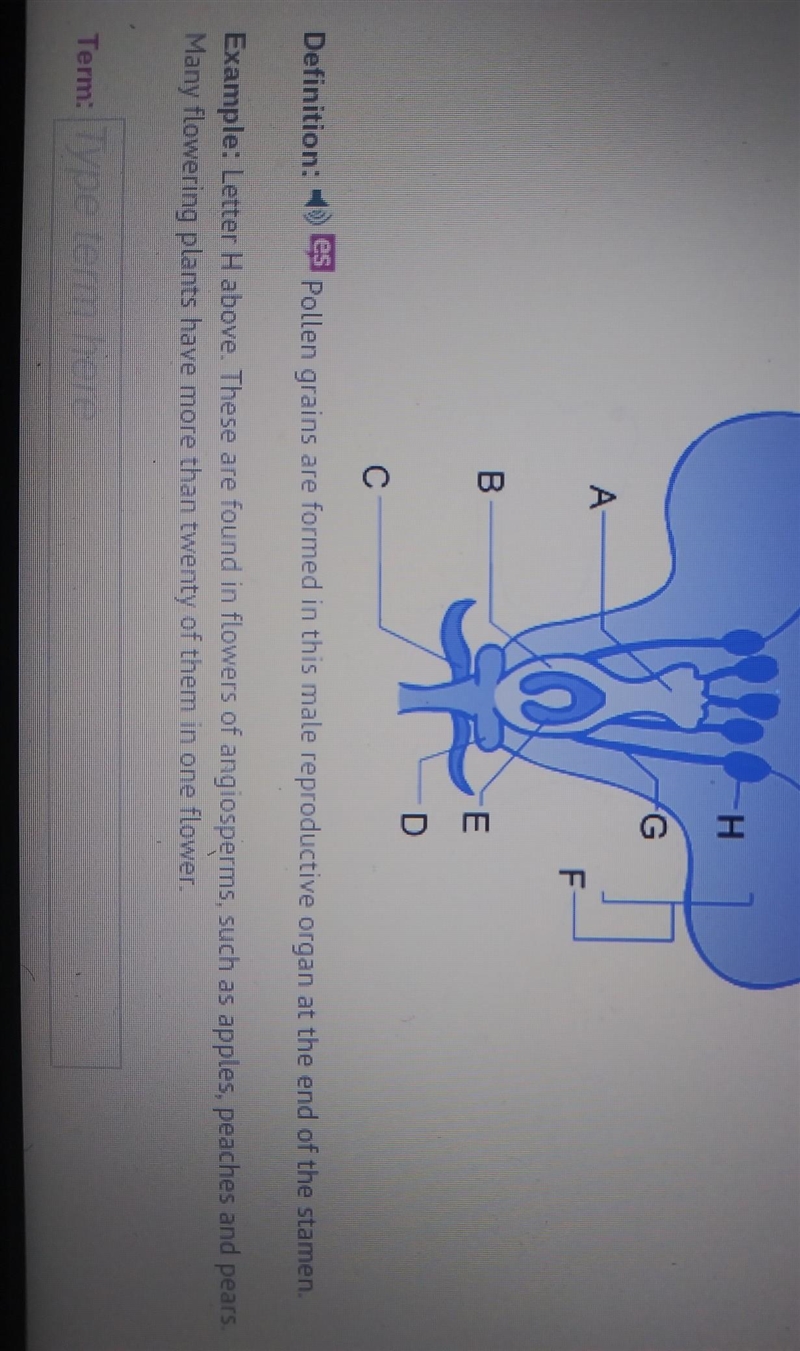 Pollen grains are formed in this male reproductive organ at the end of the stamen-example-1