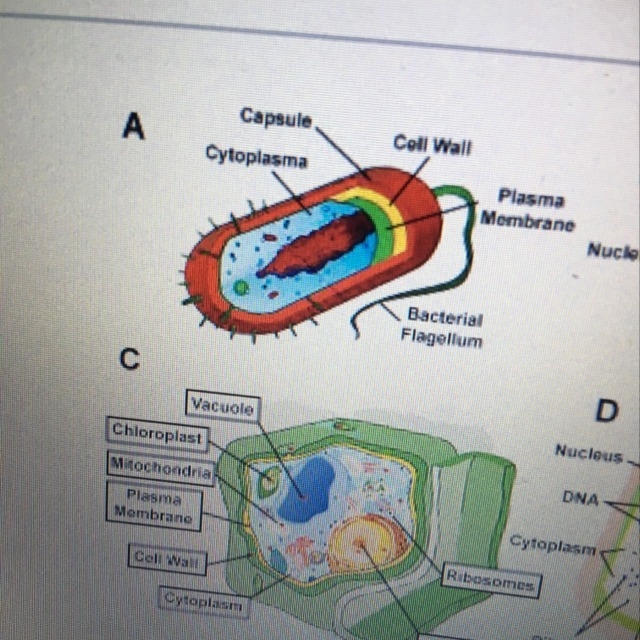 What type of cell is cell A? A. Animal B. Bacterial C. Fungal D. Plant-example-1