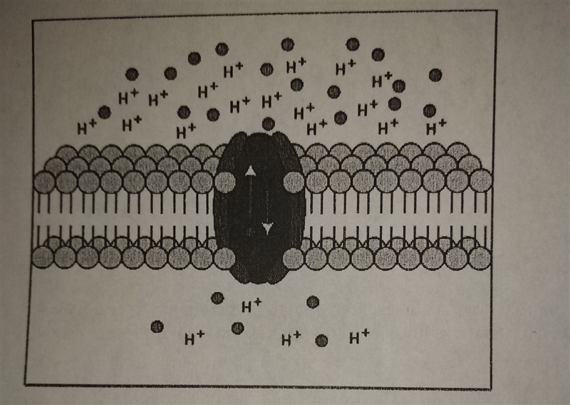 If H+ ion is being transported by active transport, draw an arrow on the above picture-example-1