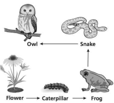 Which statement describes the role of the caterpillar in this food chain? A) It is-example-1