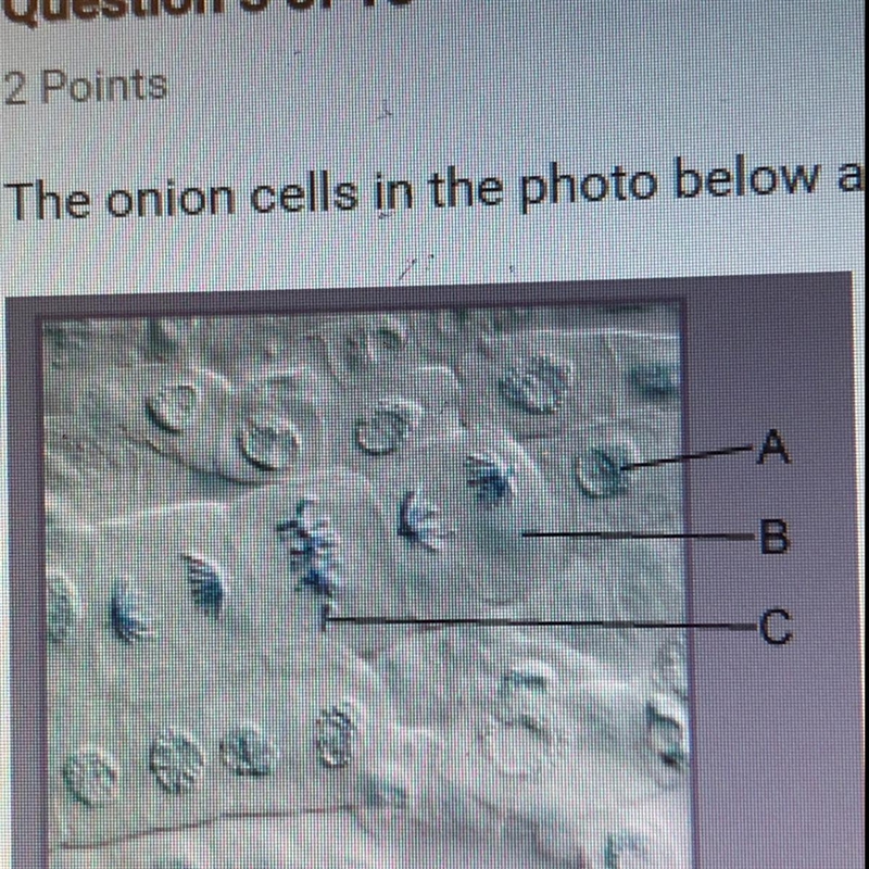 The onion cells in the photo below are dividing. Which part of an onion cell is labeled-example-1