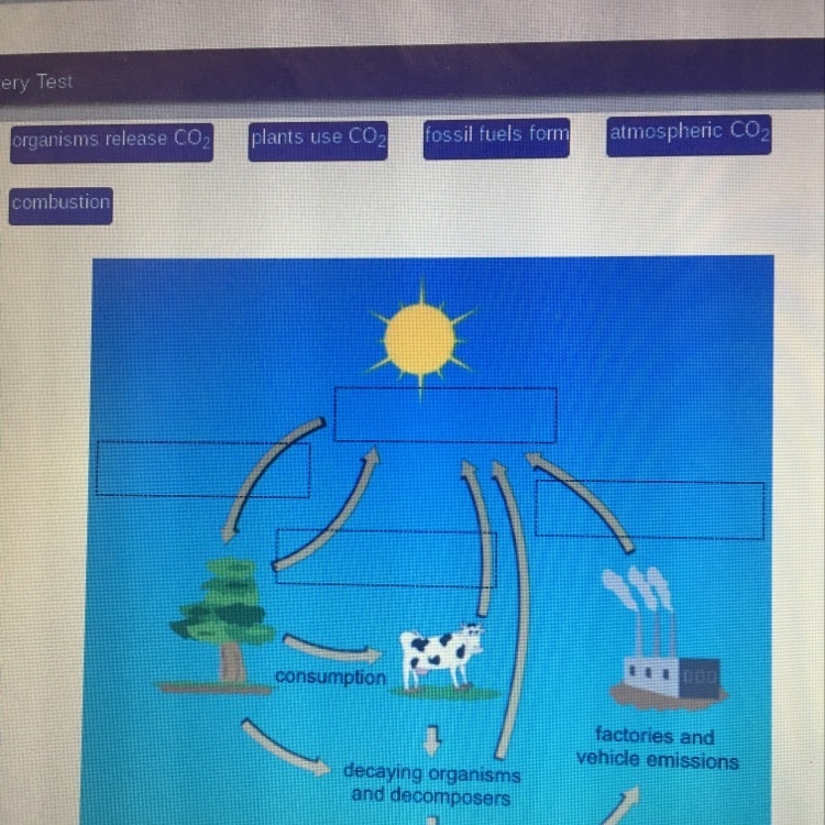 Identify the remaining processes and components of the carbon cycle-example-1