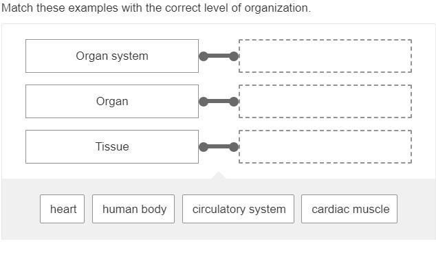 Match these examples with the correct level of organization. Please hurry!!!-example-1