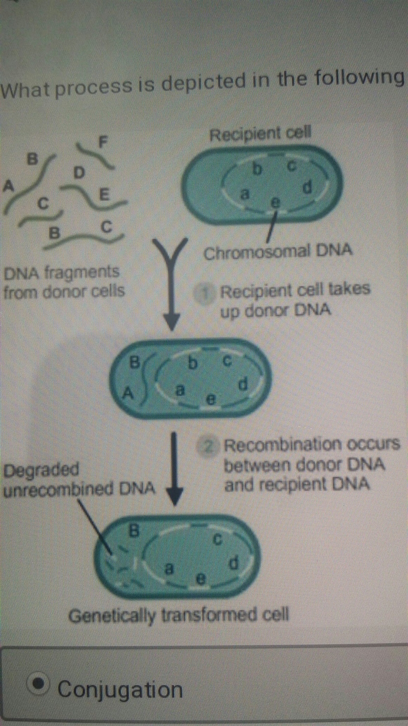 What process is depicted in the following image?-example-1