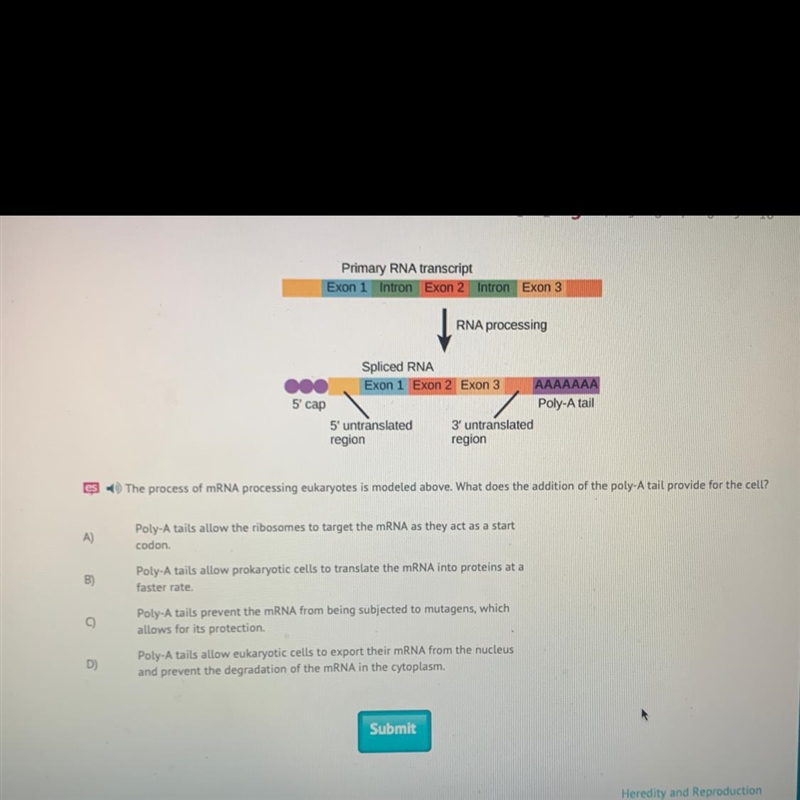 The process of mRNA processing eukaryote is modeled above. what does the addition-example-1