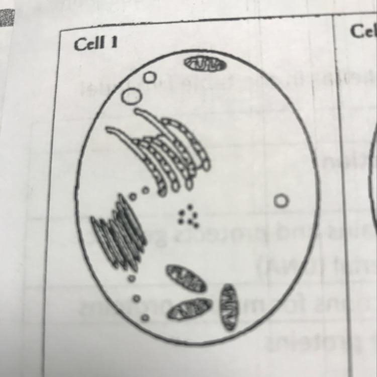 If cell 1 were an adult cell, what type of cell would it be?-example-1