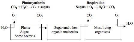 Which statement correctly describes the diagram? A. The products of photosynthesis-example-1