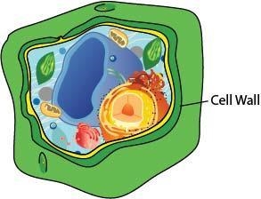 ༼ つ ಥ_ಥ ༽つ (image is there) How does the cell wall contribute to the function of the-example-1