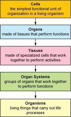 ༼ つ ಥ_ಥ ༽つ (image is there) How does the cell wall contribute to the function of the-example-2