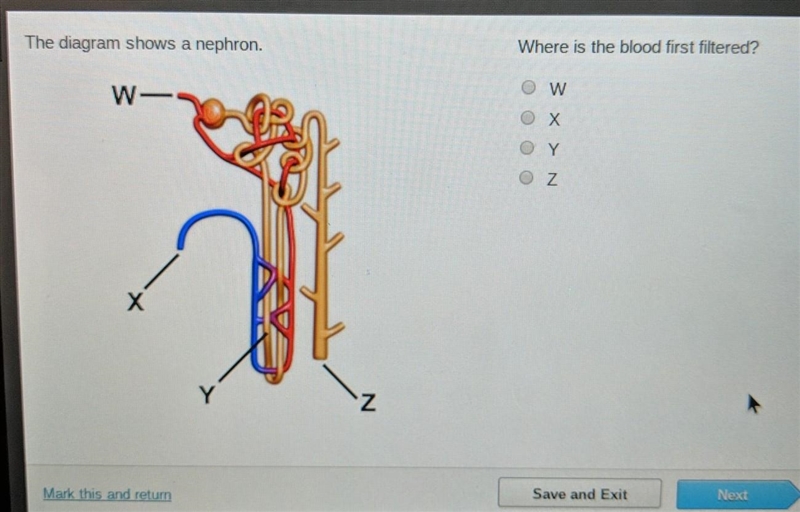 Where is the blood filtered first?​-example-1