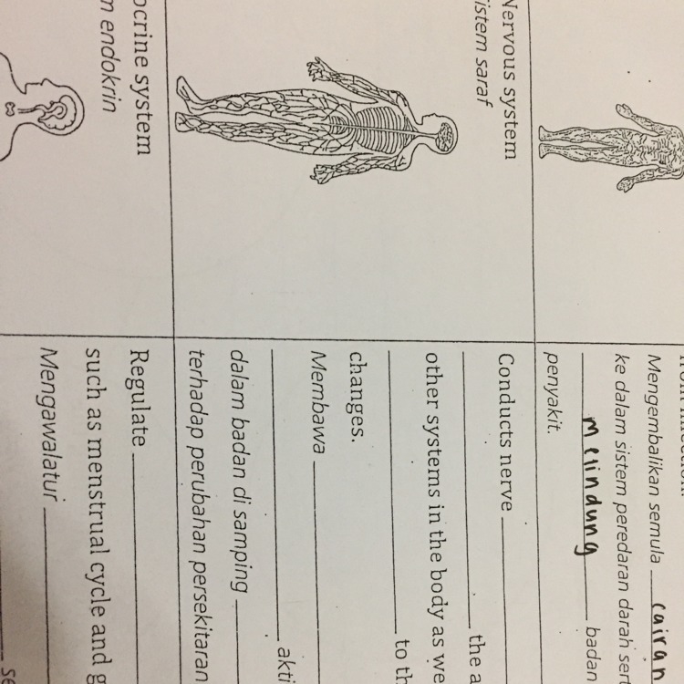 What is the function of nervous system-example-1