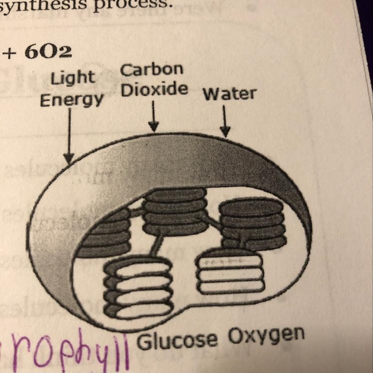 What is the name of this organelle-example-1