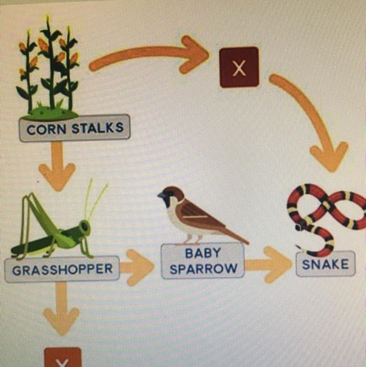 The diagram shows a good web. if a certain organism is a secondary consumer, what-example-1