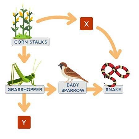 The diagram below shows a food web in a woodland. A food web diagram showing cornstalks-example-1