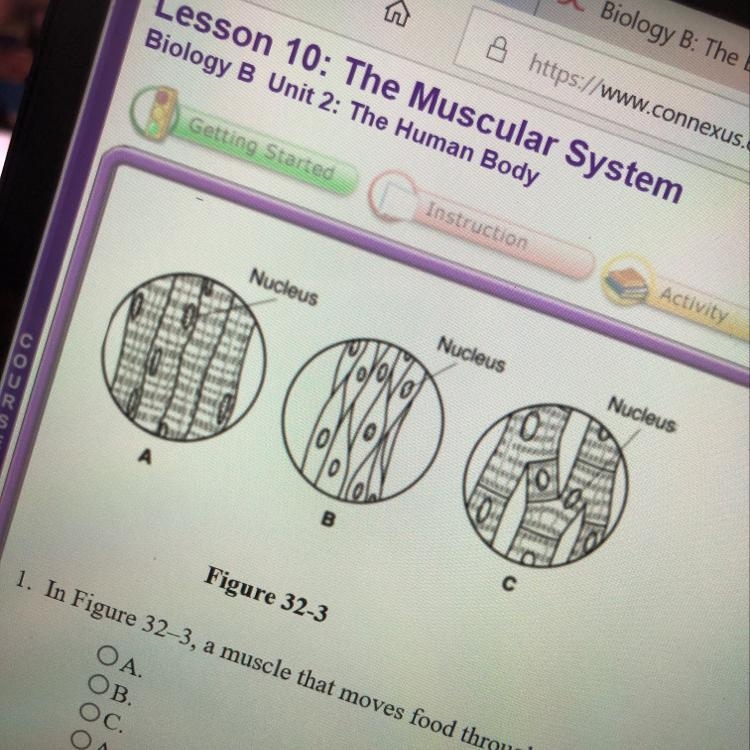 In figure 32-3 a muscle that moves food through your digestive system is shown in-example-1