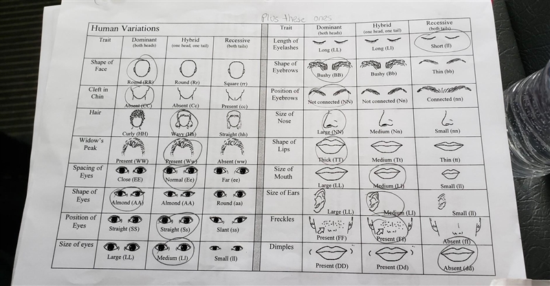 Which traits are codominant or incompletely dominant (skin, eye, and hair color)?​-example-1