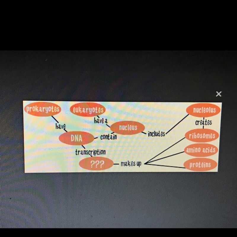 Which of these best completes the map? A) RNA B) chromatin C) nucleolus D) endoplasmic-example-1