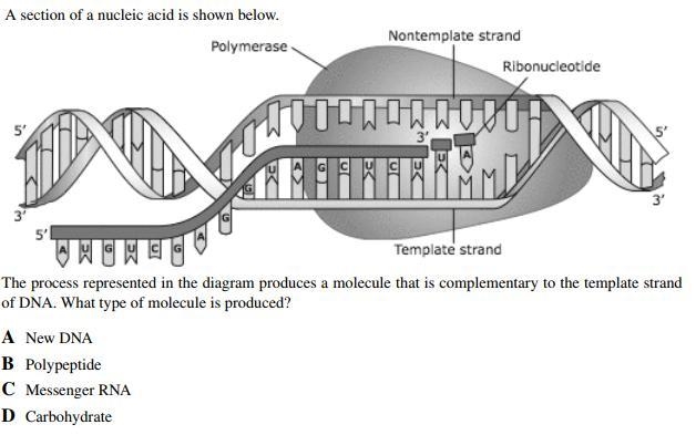 Hi, biology help needed! Thanks for the help!-example-1