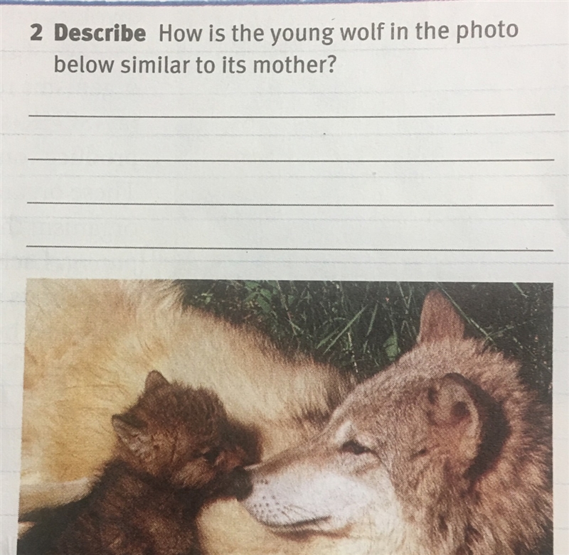 How is the young wolf in the photo similar to it’s mother-example-1